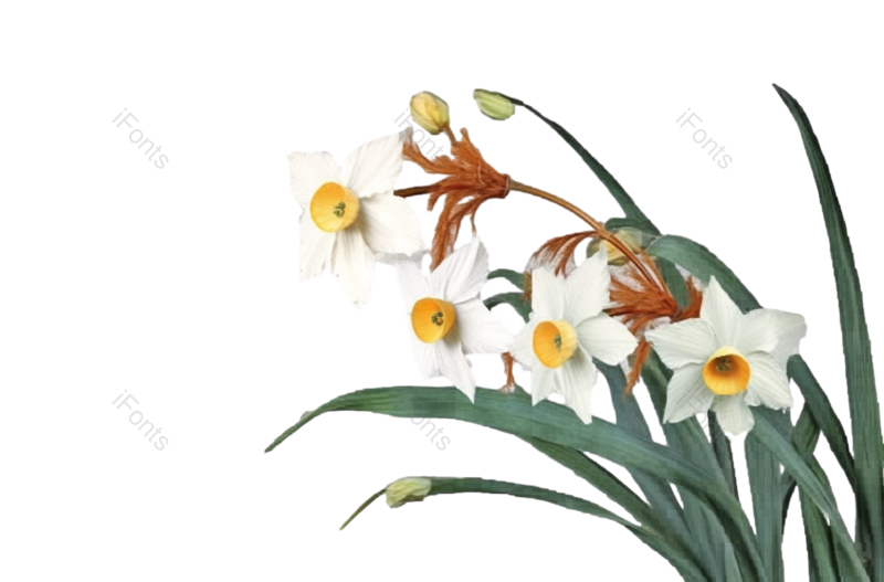 白色的花图片,灰色背景元素,植物PNG,免抠素材